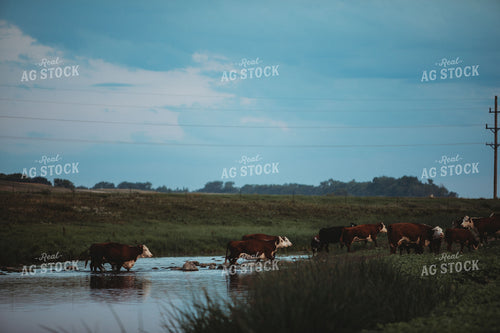 Cattle Crossing Creek 6447