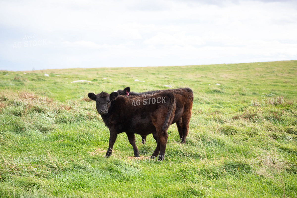 Black Angus Calf Standing on Green Pasture Hillside 406082