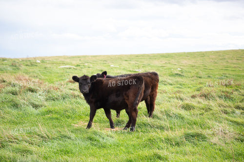 Black Angus Calf Standing on Green Pasture Hillside 406082