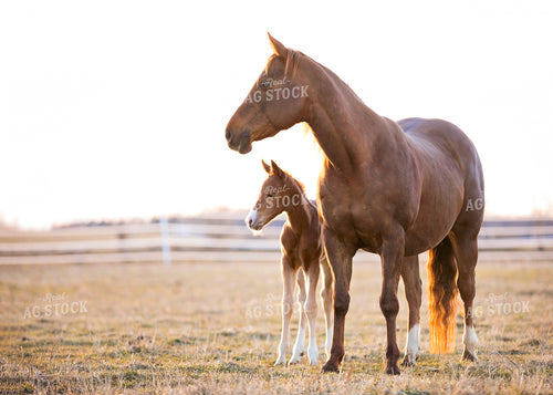 Horse and Foal 55115