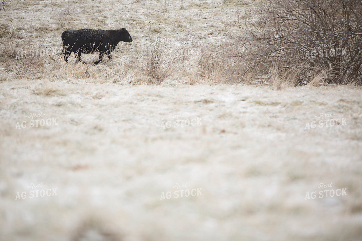 Cattle 1653