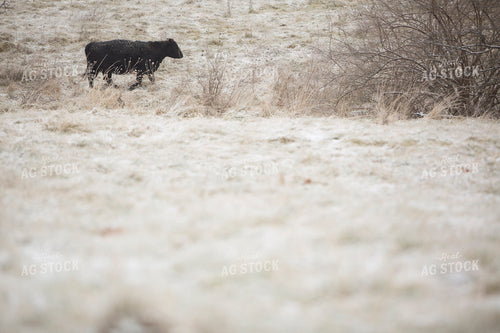 Cattle 1653