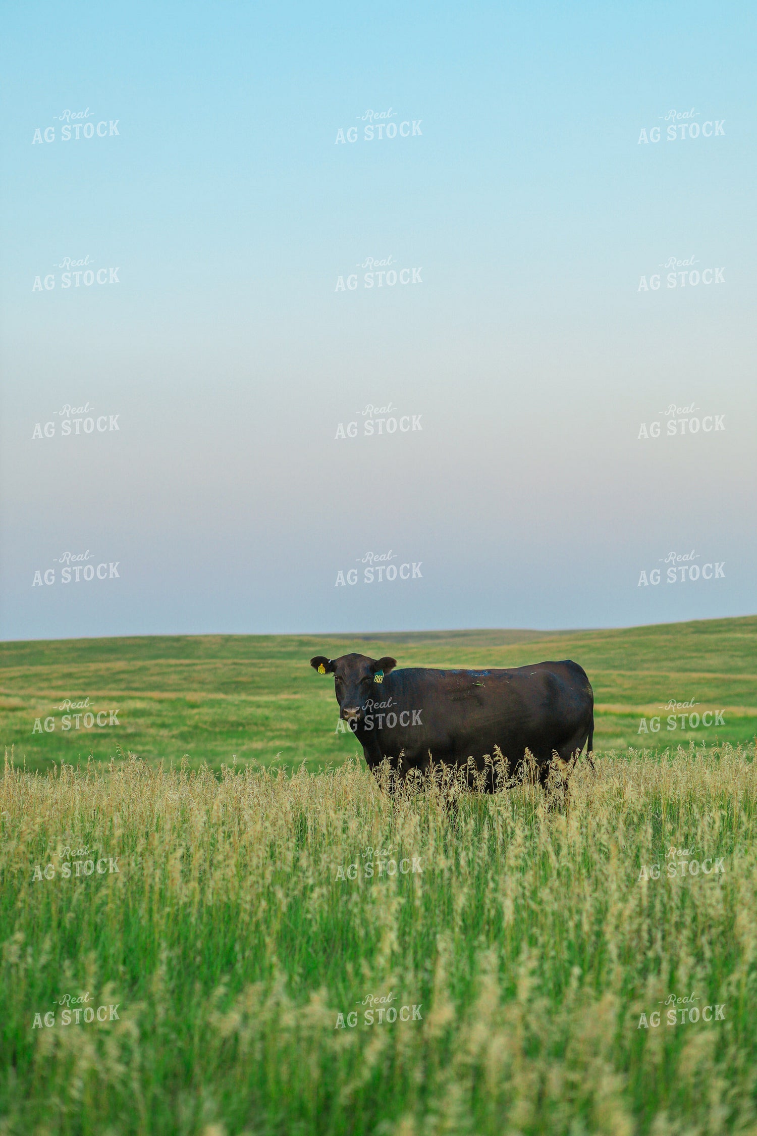 Black Angus Cattle in Pasture 123015