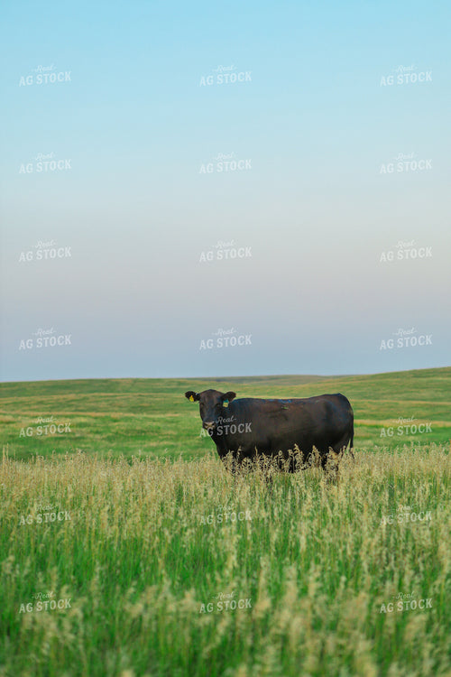 Black Angus Cattle in Pasture 123015