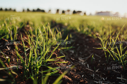 Early Growth Wheat 83128