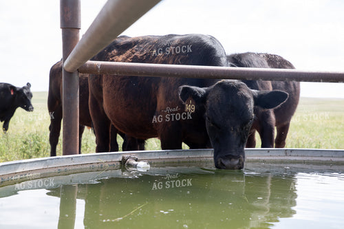 Cattle at Water Trough 117047