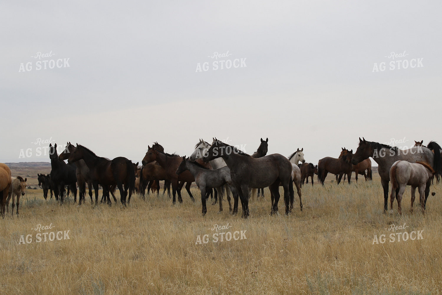 Horses 183011