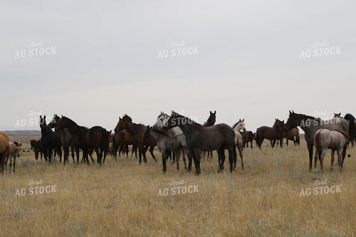 Horses 183011