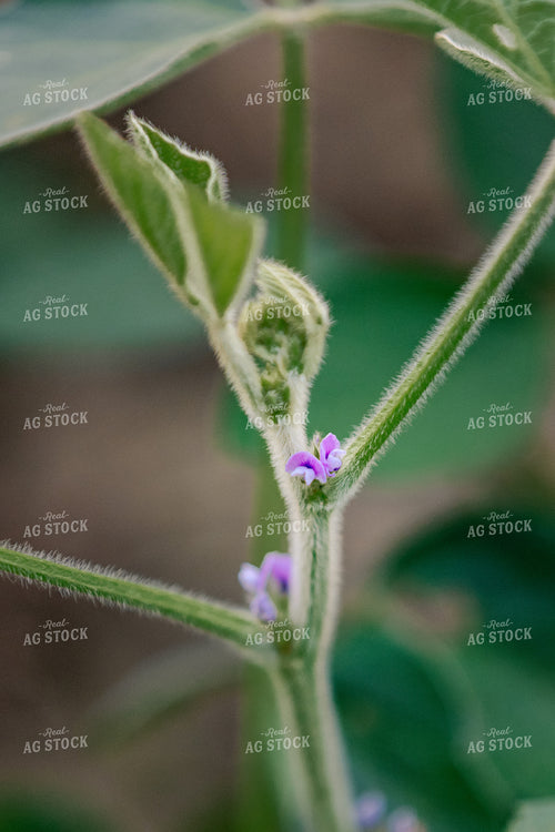 Flowering Soybeans 52795