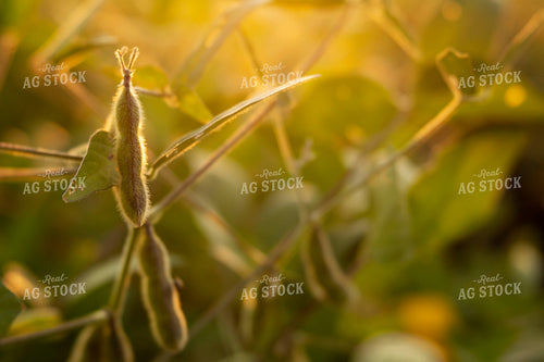 Soybeans - Mid-Season 2387