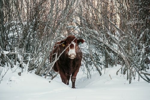 Crossbred Cow Walking in Snow 64305
