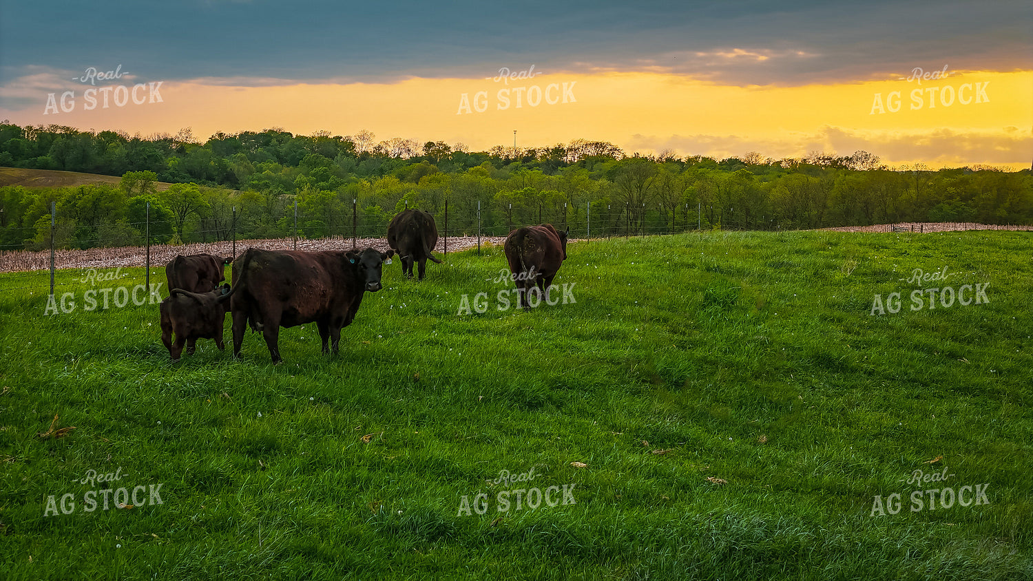 Cattle in Pasture 191145