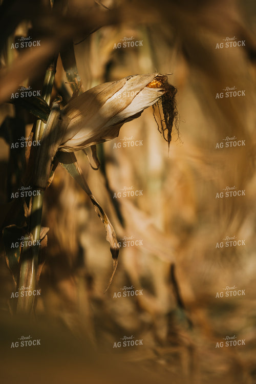 Dried Corn in Field 4738