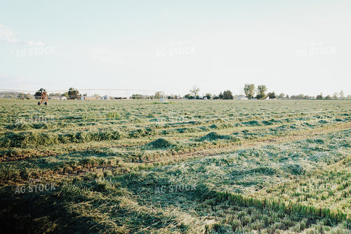 Wheat Chopped for Forage with Three-Way Regrowth Emerging 83174
