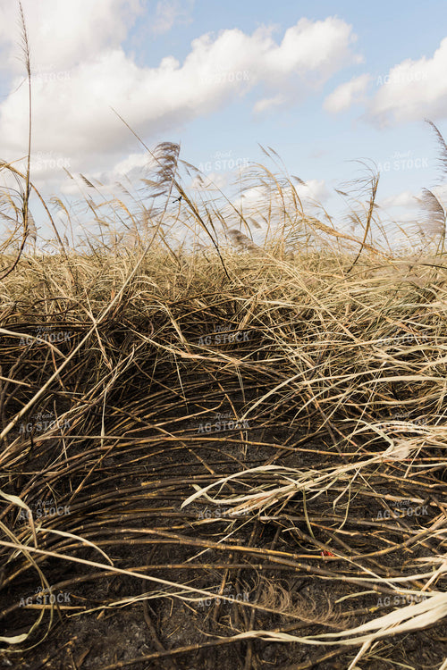 Burnt Sugar Cane Field for Harvest 7357