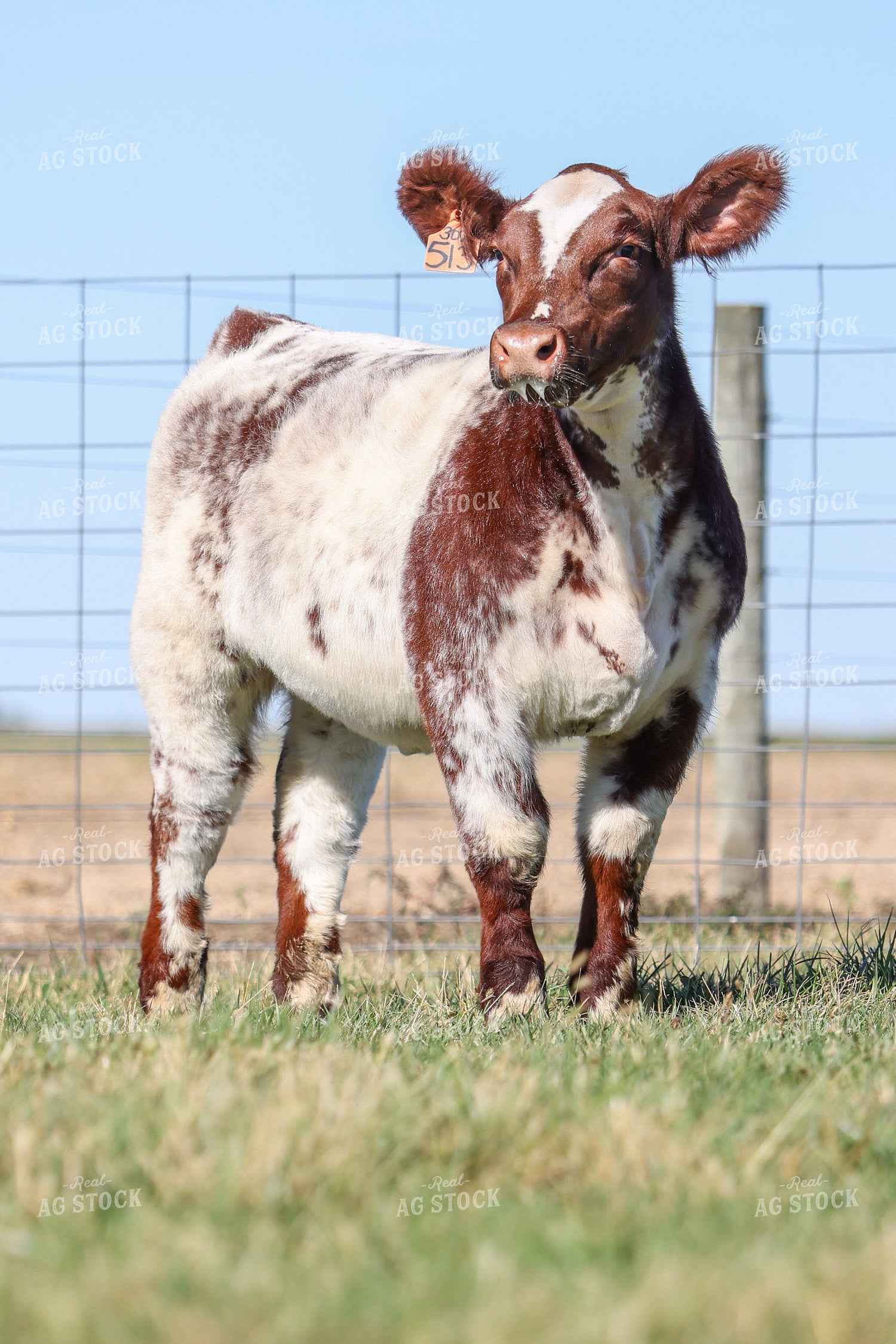 Show Cattle 160475