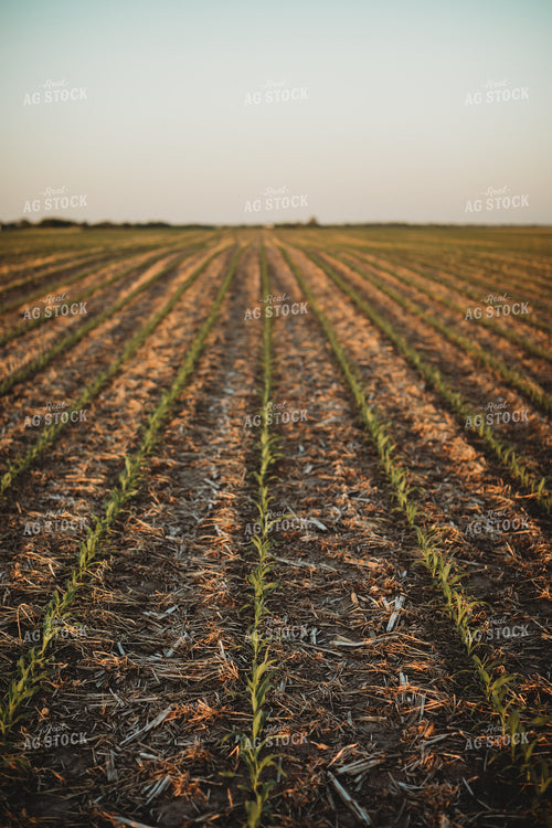 V2 V3 Corn Field with Triticale Cover Crop  5904