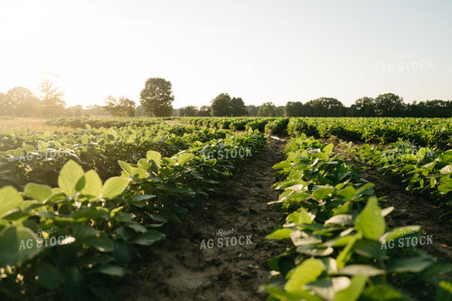Poly Irrigated Soybean Field 125299