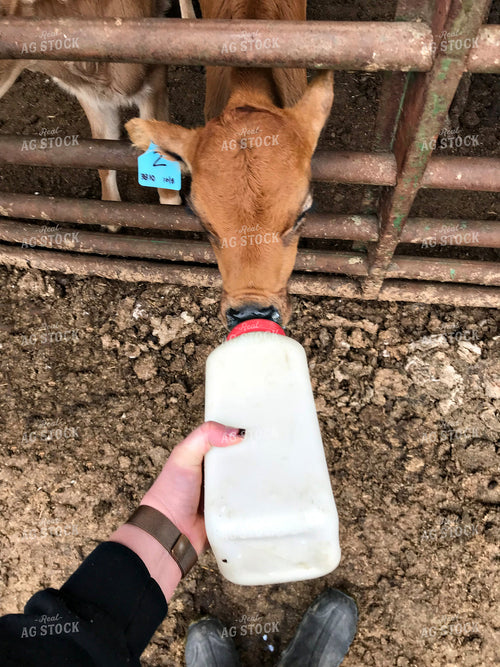 Bottle Feeding Jersey Dairy Calf 181018