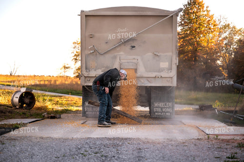 Farmer Unloading Semi 115491
