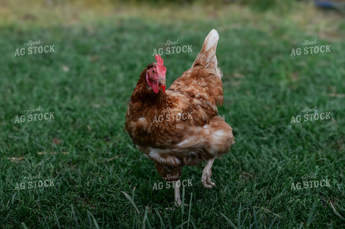 Chicken 151011