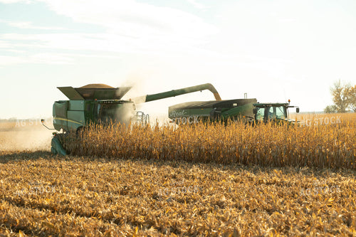 Corn Harvest 114002
