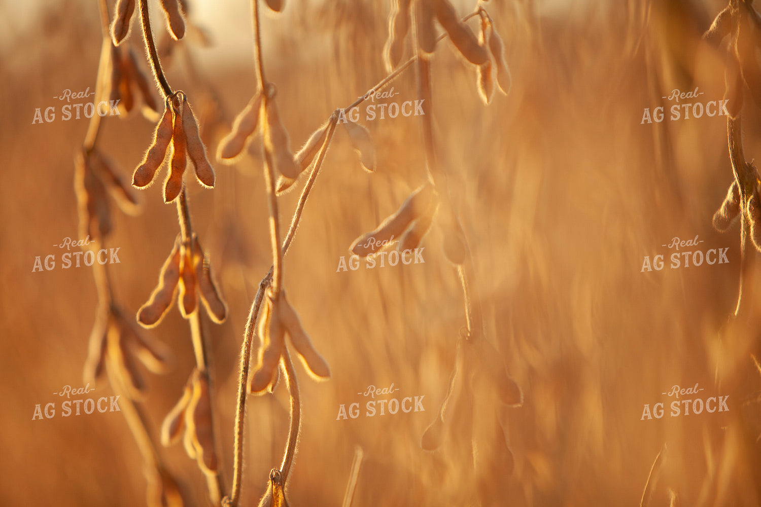 Soybeans - Dry 1606