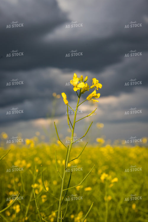 Storm Over Canola Field 138080