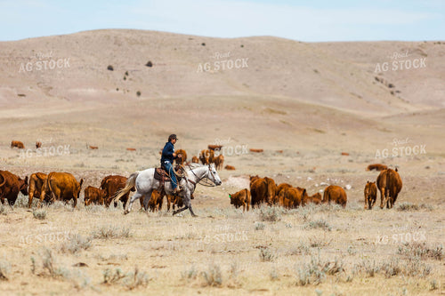 Rancher Gathering Cattle on Horseback 97199