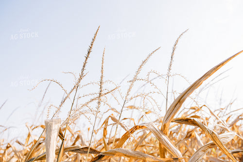 Dried Corn Ear 178083