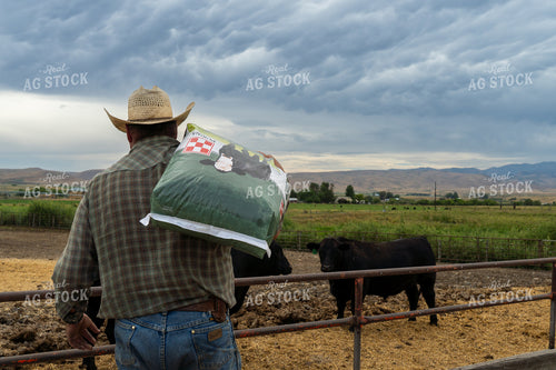 Farmer Feeding Cattle 65448