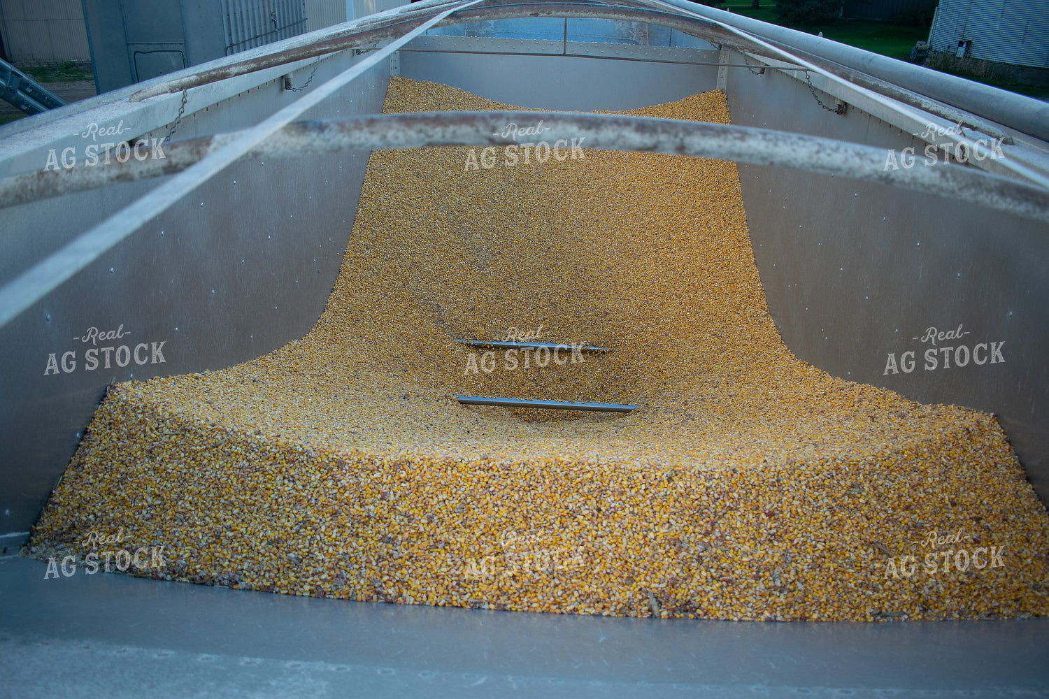 Semi Load of Corn 50318