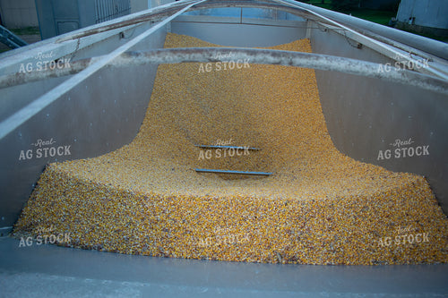Semi Load of Corn 50318