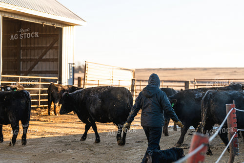 Farmer Checking Cattle 68340