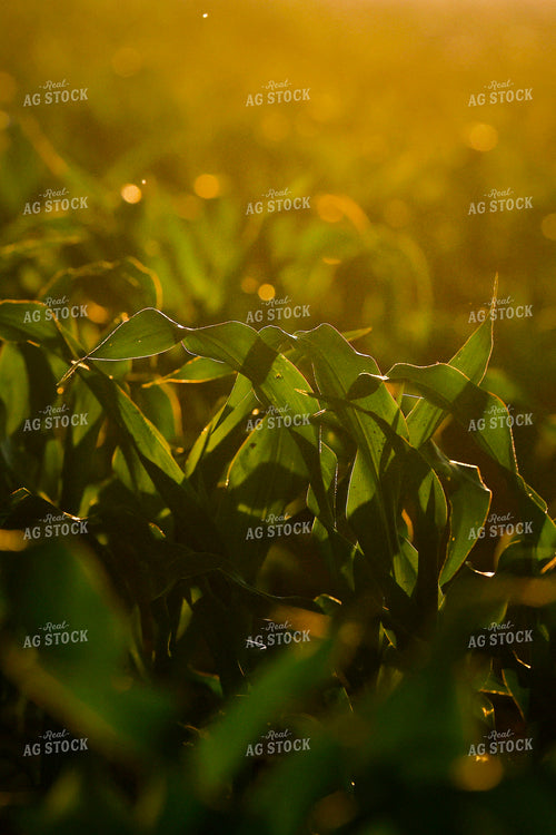 Early Growth Corn Field 129145