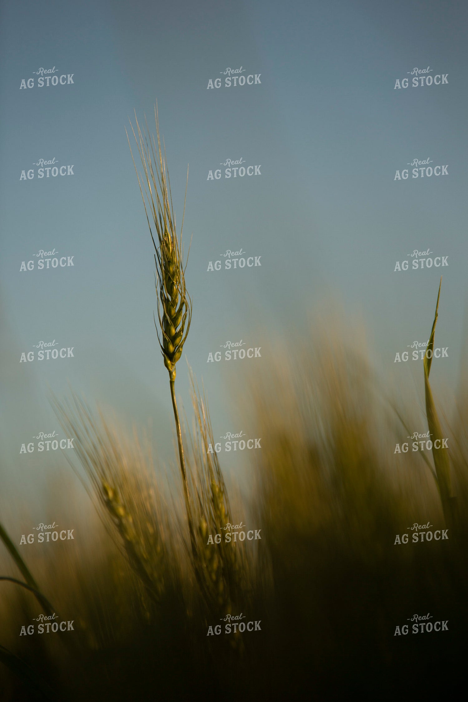 Wheat 2139