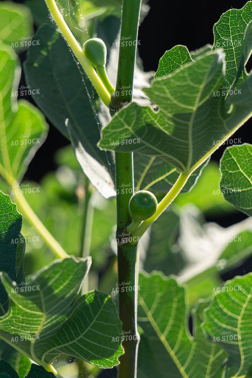 Figs 276012