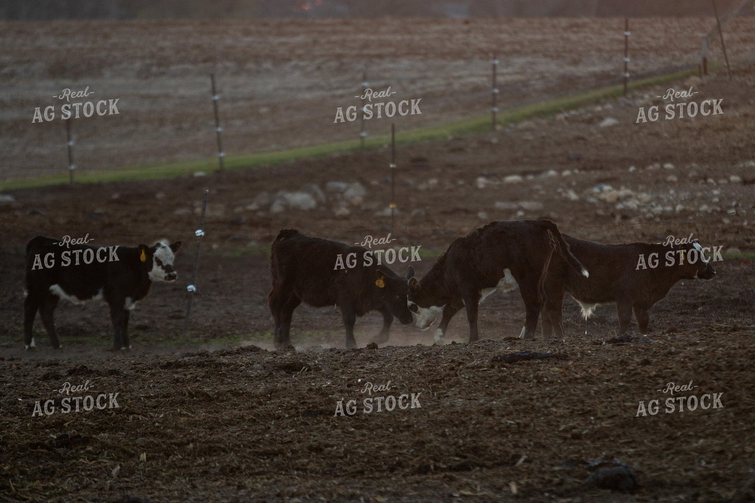 Cattle 157266