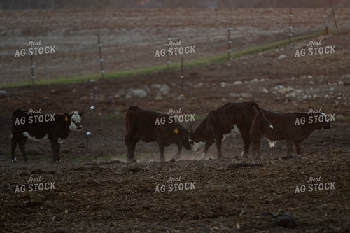Cattle 157266