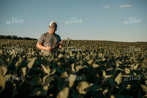 Farmer in Soybean Field Yield Estimate 3172