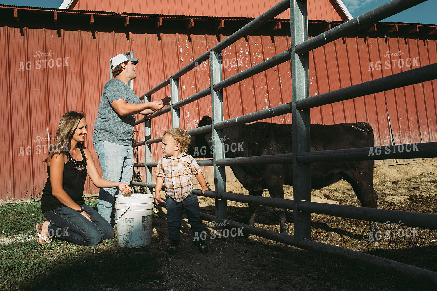 Farm Family Feeding Cows 3141