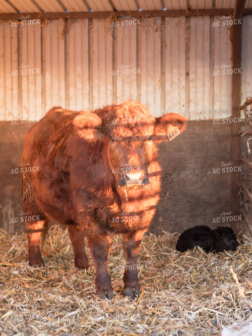 Cow and Calf in Barn 70149