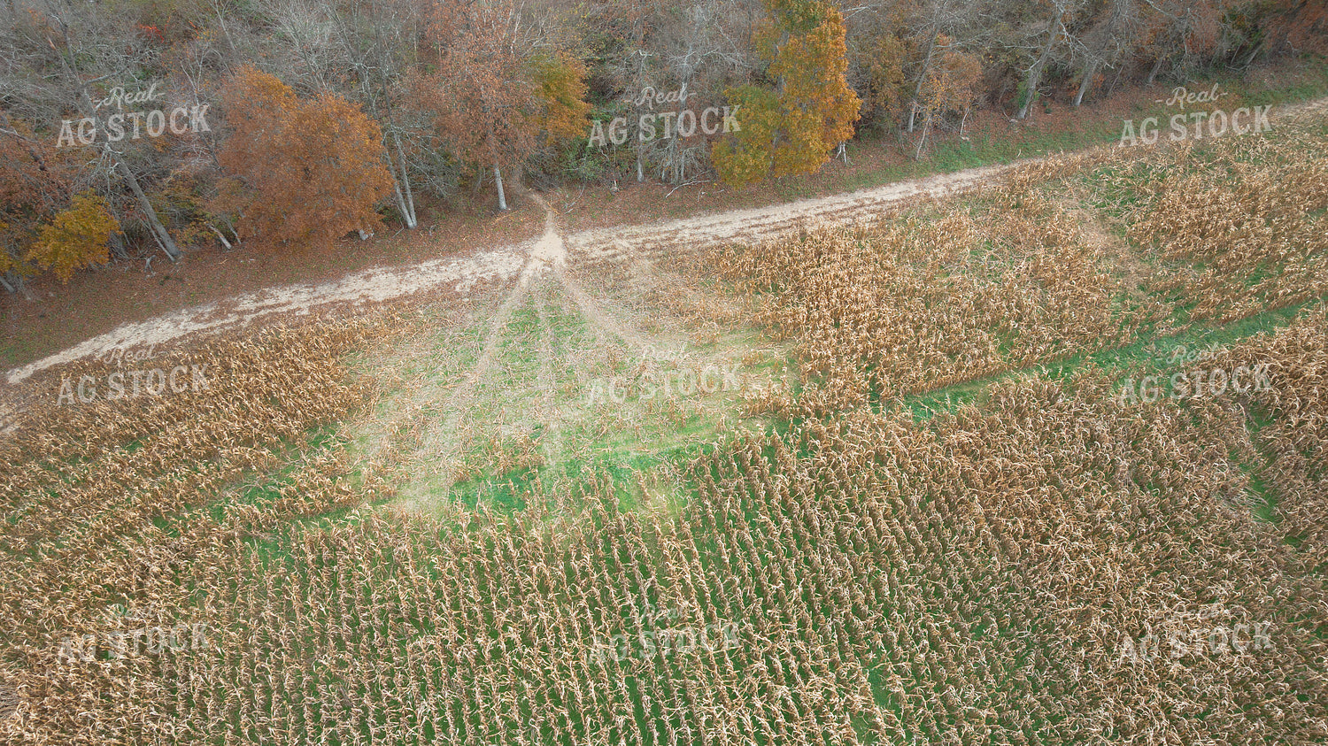 Aerial of Downed Corn 52984