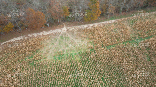 Aerial of Downed Corn 52984