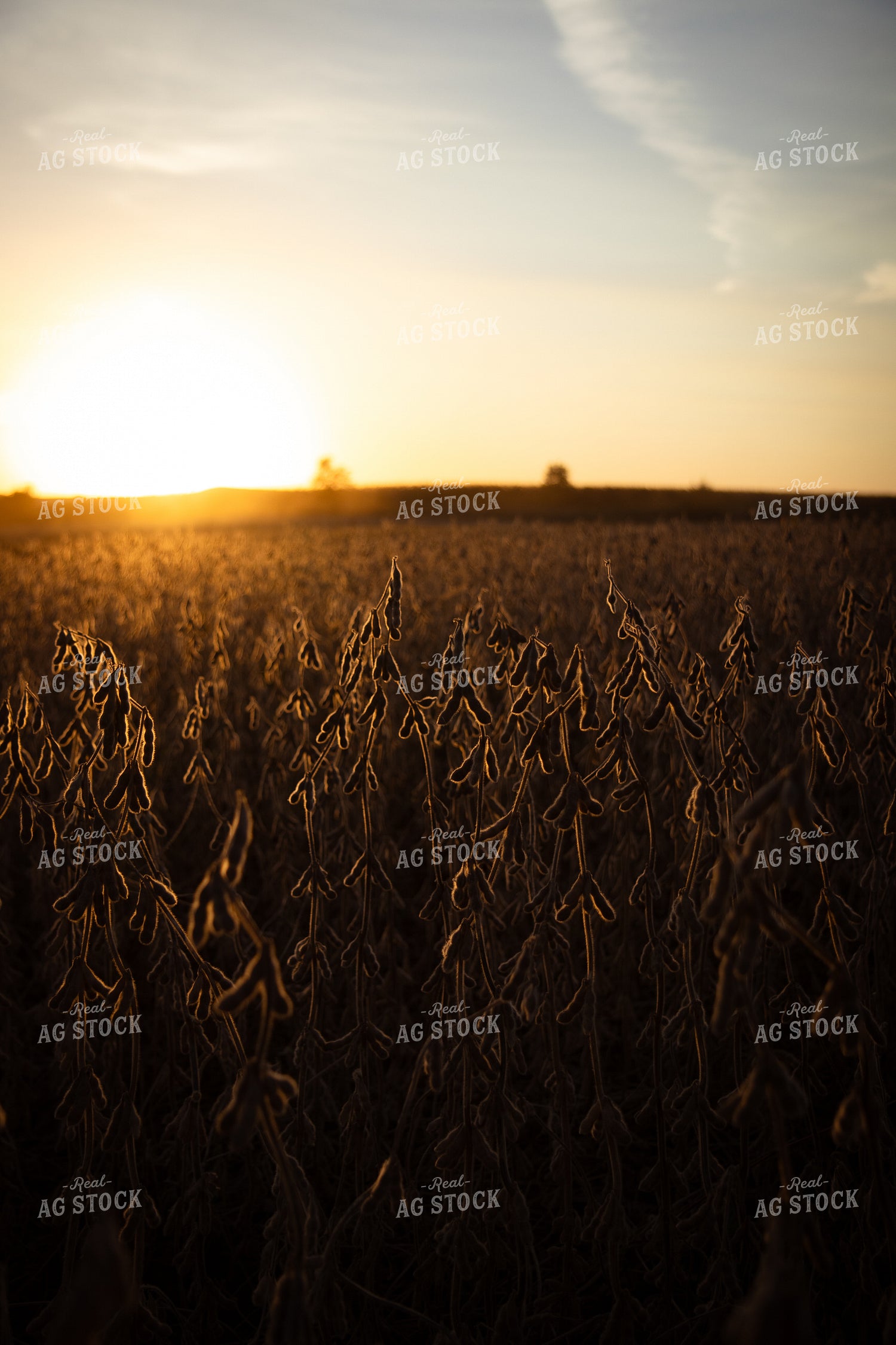 Dried Soybeans 67959