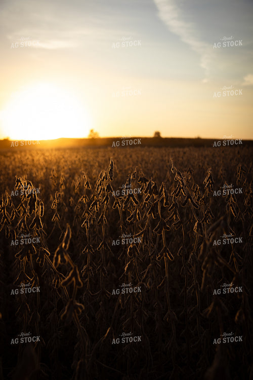 Dried Soybeans 67959