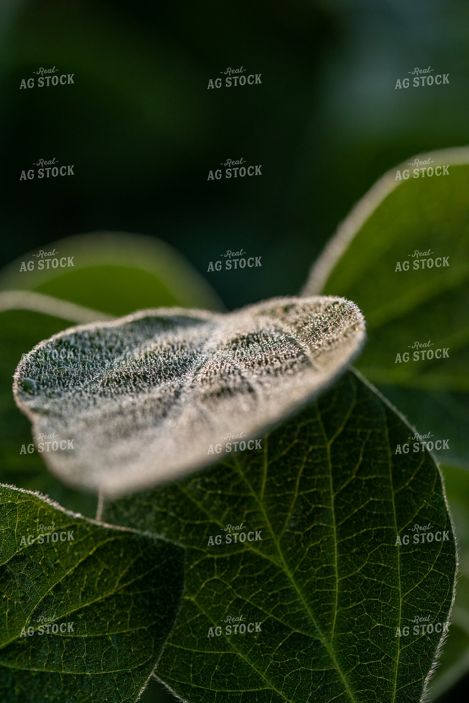 Up-Close Soybean Leaf 76220