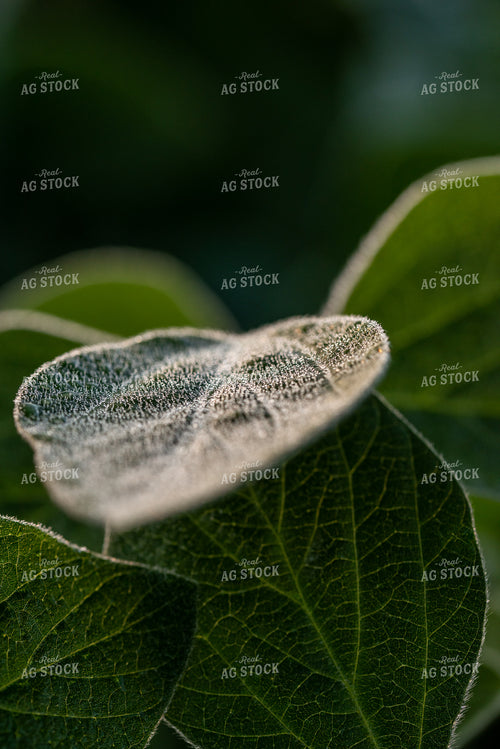 Up-Close Soybean Leaf 76220
