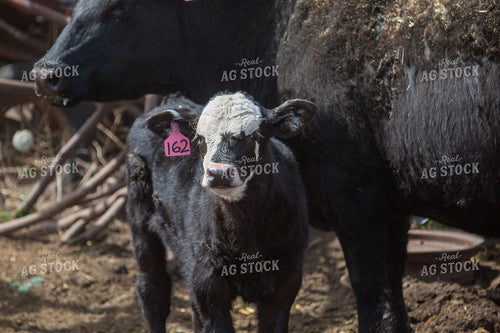 Cow Calf Pair 155398