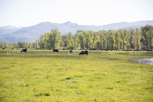Cattle Graze in Pasture in the Foothills 117039